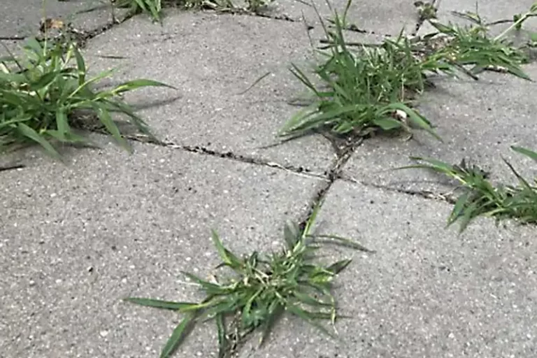 Preventing Weed Growth on Paver Patios
