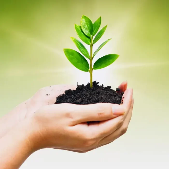 Tree Planting Services