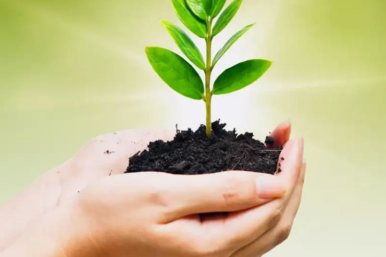 Tree Planting Services