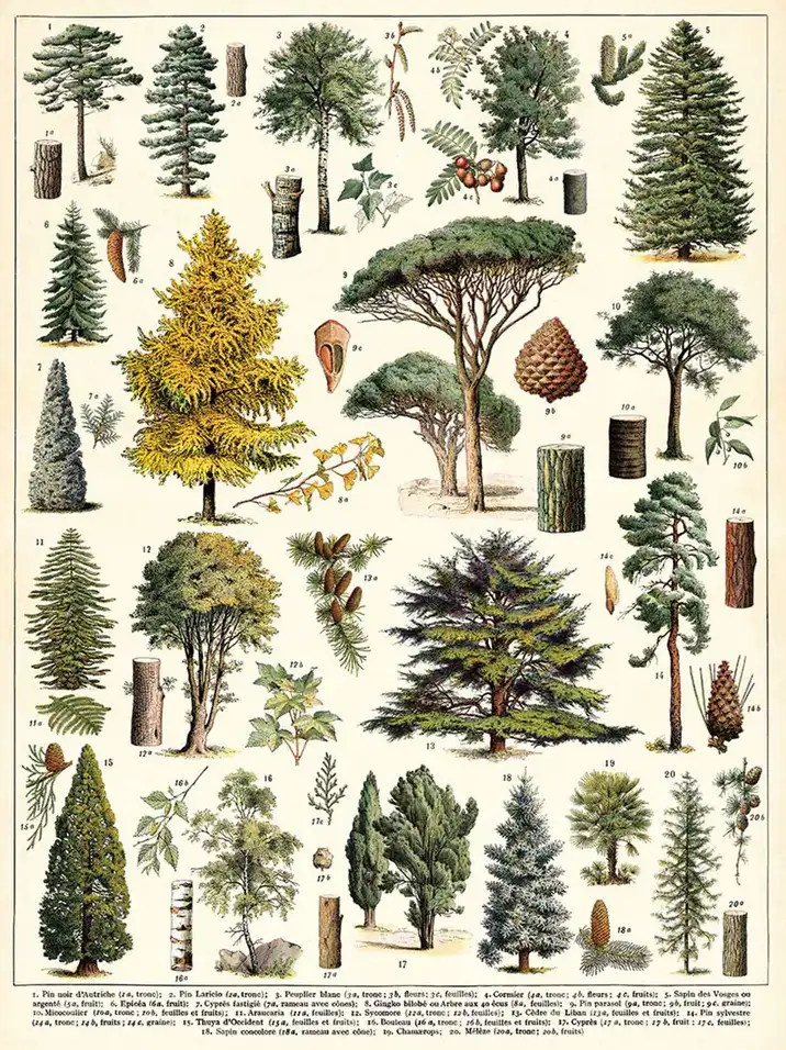 Tree Species