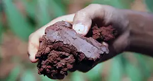 clay soil